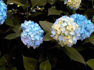 紫陽花・青