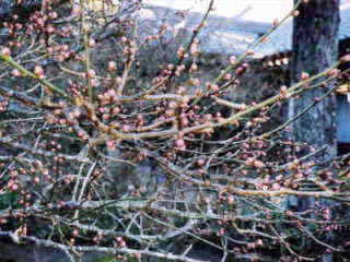 ほころび始めたコウバイ、ロウバイ
