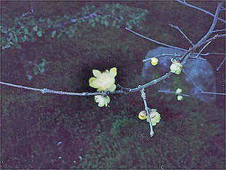 ほころび始めたロウバイ