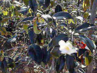 ��т����̉�