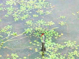 �W�����T�C�̒r�ƃA�J�l