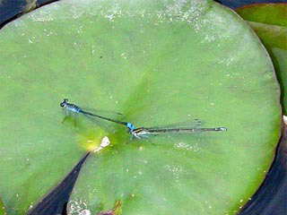 �X�C�����ƃC�g�g���{�Q