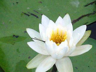 �X�C�����ƃC�g�g���{