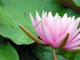 �X�C�����ƃC�g�g���{�R