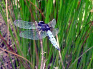 �H���x�߂�V�I�J���g���{