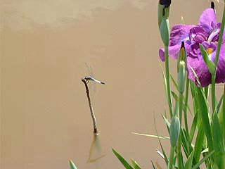 �͂Ȃ��傤�Ԃƃg���{